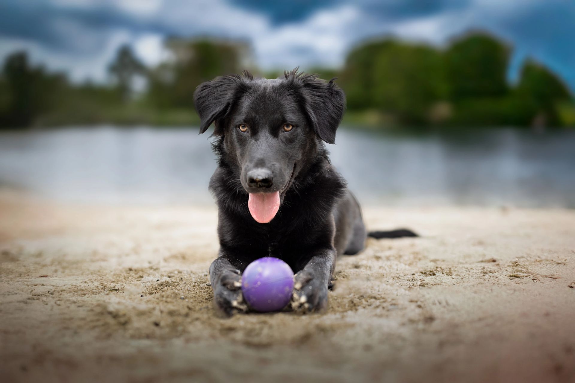 Spring and summer pet photography session outdoors